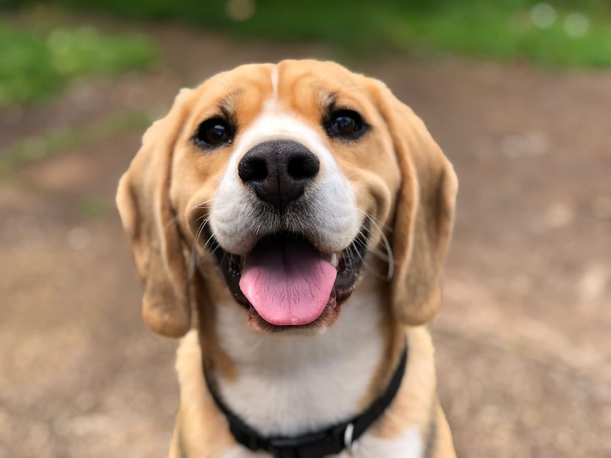 Un beagle souriant